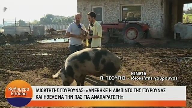 Τι συνέβη τελικά και η γουρούνα δεν άφησε να γίνει η ζωντανή σύνδεση που έγινε Viral