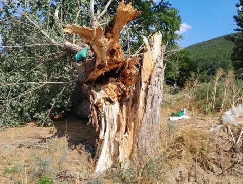 Σοκάρουν οι εικόνες στο Σουφλί: Κεραυνός έκοψε ένα δέντρο στη μέση και σκότωσε 15 πρόβατα