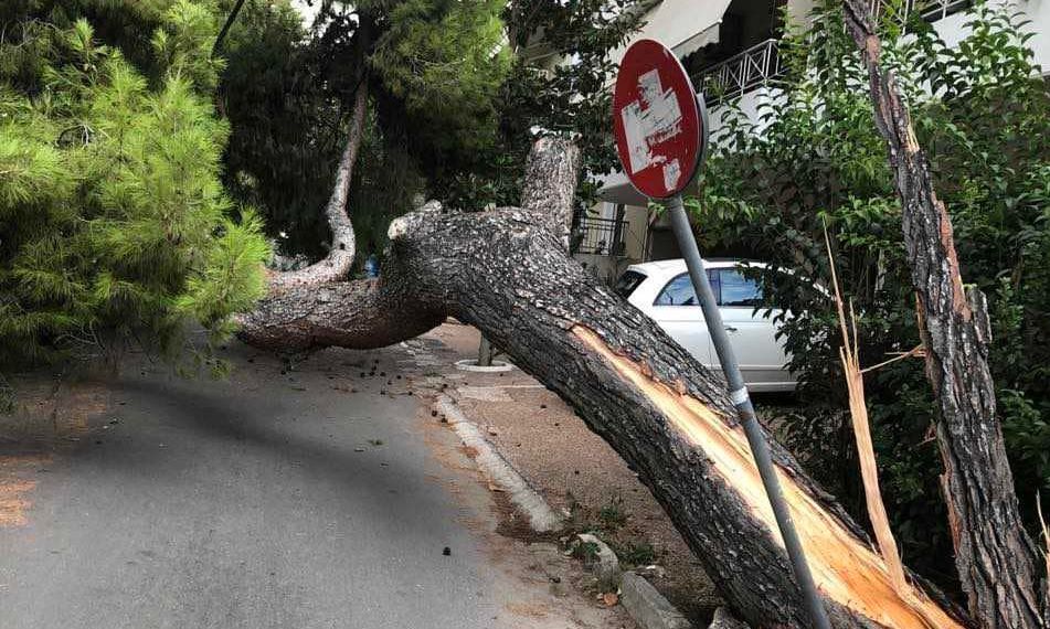 Άγιο είχε ο ιδιωτικός ερευνητής Γιώργος Τσούκαλης: Μεγάλο δέντρο έπεσε στο ΙΧ του, στην περιοχή του Νέου Ψυχικού